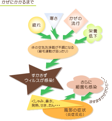かぜにかかるまで