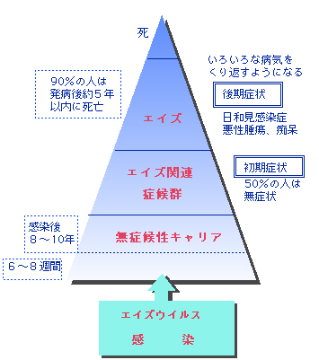 HIV感染から発病まで